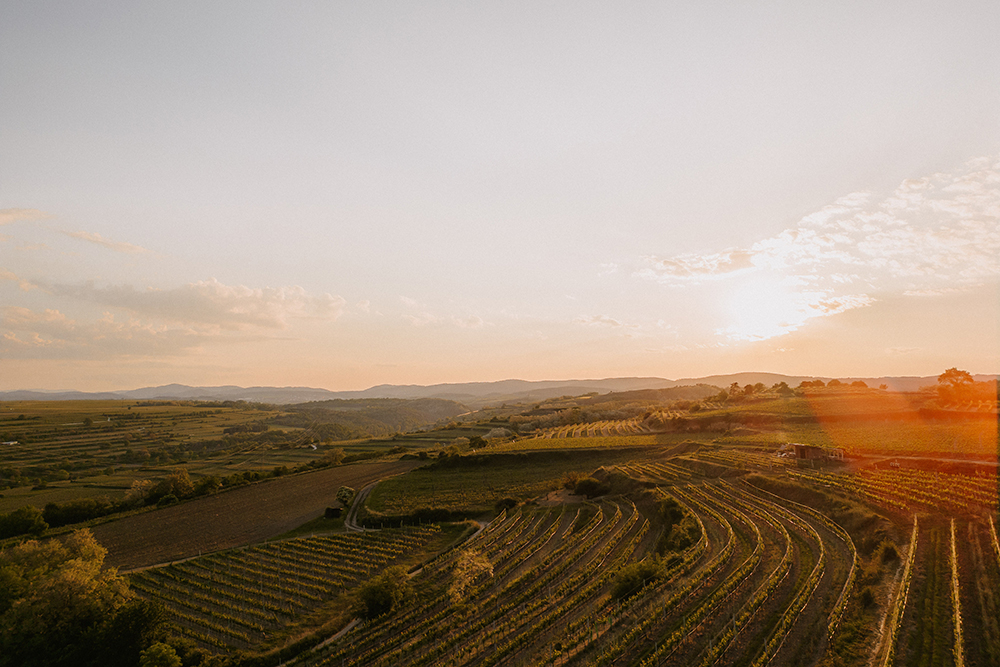 weingut rabl weingarten rieden langenlois